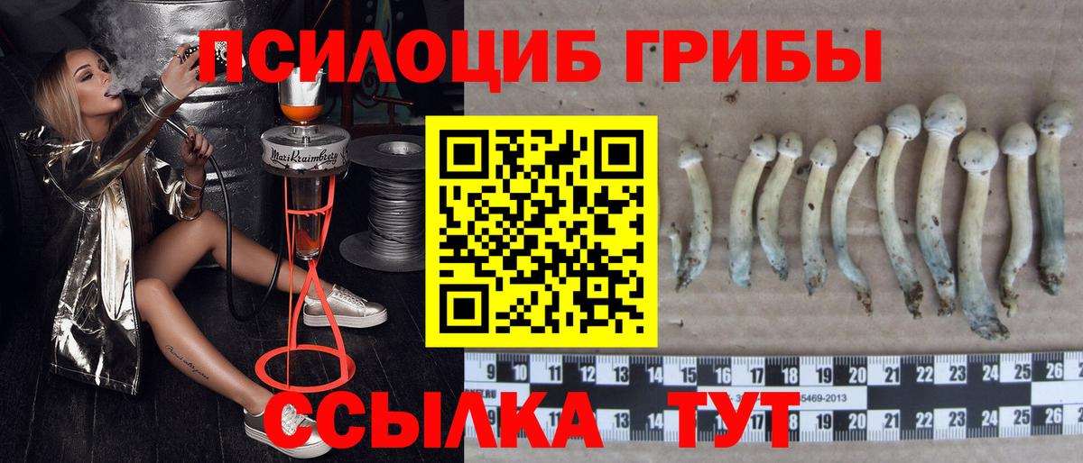 Псилоцибиновые грибы GOLDEN TEACHER Междуреченск